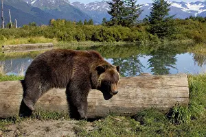 Gender Prints: A captive female grizzly lies draped over a log with a pond and mountains in the background