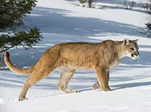 Captive Mountain Lion (Puma concolor couguar) in the snow Bozeman, Montana, USA