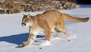 Captive mountain lion (Puma Concolor) walking along snow covered frozen stream