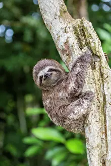 Peru Prints: A captive pet brown-throated sloth (Bradypus variegatus)