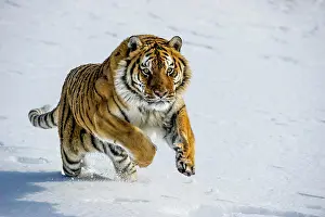 Montana Prints: Captive Siberian Tiger, Panthera tigris altaica, Bozeman, Montana, USA