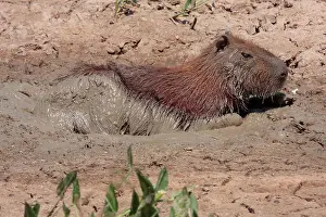 Herbivore Prints: Capybara (Hydrochaerus hydrochaeris) adult
