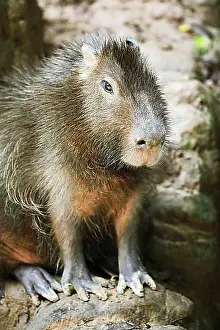 Ecuador Prints: Capybara (Hydrochoerus hydrochaeris)