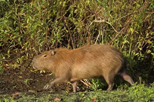 Rodent Prints: Capybara Hydrochoerus hydrochaeris Laguna Negra, Rocha, Uruguay, South America