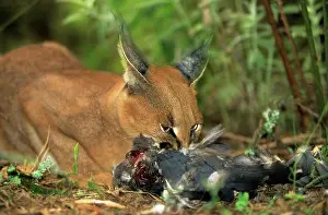 Feeding Prints: Caracal (felis caracal) Feeding on rock pigeon (columba quinea)