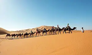 Trips Prints: Caravan with dromedaries (Camelus dromedarius)