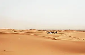 Caravan Prints: Caravan with dromedaries (Camelus dromedarius)