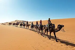 Trips Prints: Caravan with dromedaries (Camelus dromedarius)