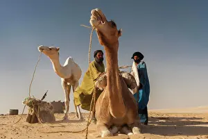 Camels Prints: A caravan of salt traders and camels heads to the ancient city of Timbuktu on the southern margin of the great desert