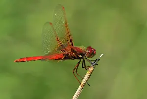 Perch Prints: Cardinal Meadowhawk Sympetrum illotum at Viaduct Flats, Saanich BC