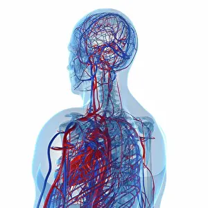 Network Prints: Cardiovascular system, computer artwork