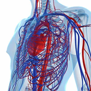 Network Prints: Cardiovascular system, computer artwork