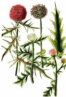 Story Prints: Cardus sphaerocephalus latifolius vulgaris