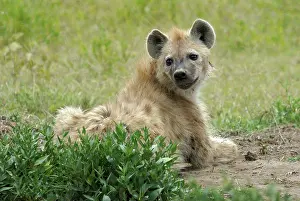 East Africa Prints: Careful speckled hyena resting Serengeti NP Tanzania