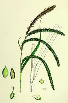 Botanical Prints: Carex pendula; Great Pendulous Sedge