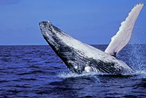 Caribbean, Dominican Republic. Humpback Whale breaching