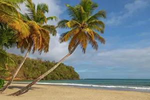 Caribbean Prints: Caribbean, Grenada, Grenadines. Palm trees and ocean at La Sagesse Beach