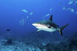 Undersea Prints: A Caribbean reef shark and a school of fish, Grand Cayman, Cayman Islands