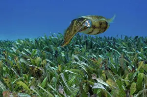 Swimming Animal Prints: Caribbean reef squid (Sepioteuthis sepioidea) in sea grass, Cancun, Quintana Roo, Mexico