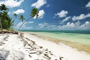 Palme Prints: Caribbean wild beach Wild caribbean beach in Dominican Republic Copyright: xZoonar