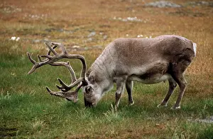 Browsing Prints: caribou, reindeer, Rangifer tarandus