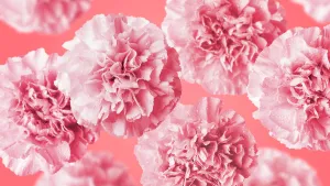Valentine Prints: Carnation flowers on coral color background