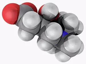 Matter Prints: Carnitine, molecular model. Organic compound required for the transport of fatty acids into the mitochondria