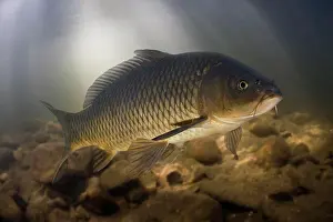 Underwater Prints: Carp, Cyprinus carpio. on river. Digital composite. Portugal