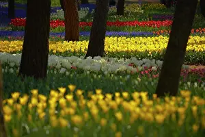 Tulip Prints: Carpet of tulips in a variation of bright colours growing in between trees