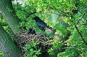 Adult Animal Prints: Carrion Crow, carrion crows (Corvus corone)