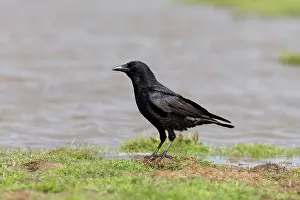 Crow Prints: Carrion Crow (Corvus corone) adult, standing at edge of water, Suffolk, England, May