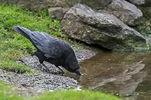 Body Of Water Prints: Carrion crow (Corvus corone) drinking water from pond