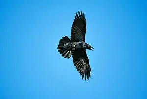 Crow Prints: carrion crow in flight corvus corone