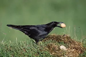 Pheasant Prints: carrion crow stealing egg corvus corone from pheasant's nest