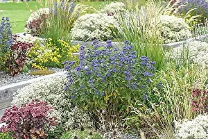 Sage Prints: Caryopteris x clandonensis GRAND BLEU