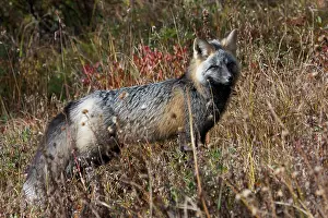 Cascades Red Fox