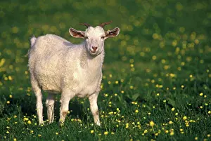 Feed Prints: Cashmere goat in a meadow Shetland islands