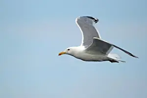 Romania Prints: Caspian Gull (Larus cachinnans) adult
