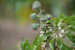 Toxic Prints: Castor oil plant (Ricinus communis)