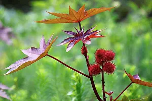 Toxic Prints: Castor oil plant (Ricinus communis), poisonous plant, Hamburg, Germany, Europe