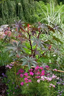 Morphology Botany Prints: Castorbean (Ricinus communis) Purpureus foliage and Cosmos (Cosmos sp) in combination