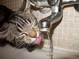 Sticking Out Tongue Prints: Cat drinking water from faucet