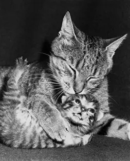 Licking Prints: Cat licking kitten