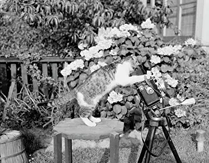 Curiosity Prints: Cat playing with camera in garden