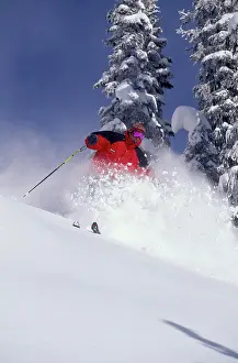 Skier Prints: Cat Powder Skiing near Revelstoke, British Columbia, Canada