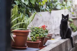 Cats Prints: A cat quietly in the garden