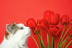Tulips Prints: Cat and red flowers on a red background