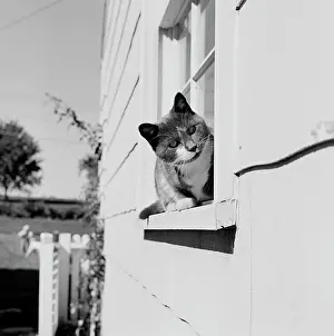 Curiosity Prints: Cat sitting on windowsill