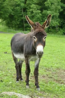 Pasture Prints: Catalan donkey (catalan asinus) (Catalan: El Burro Catala)