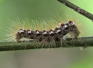 Monarch Prints: The caterpillar of a goldafter, butterfly on a plant
